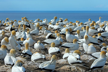 T&ouml;lpel in Neuseeland am Cape Kidnappers