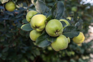 Fresh quince growing on the tree. Sweet organic fruit quince.