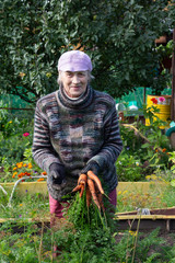 Fototapeta premium An elderly Russian woman picked carrots on a vegetable bed in her garden. Senior has grown vegetables. A woman is harvesting carrots.