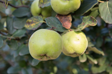 Fresh quince growing on the tree. Sweet organic fruit quince.