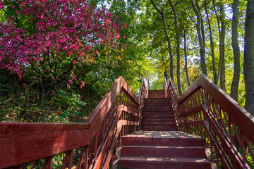 Passerelle en bois dans la forêt