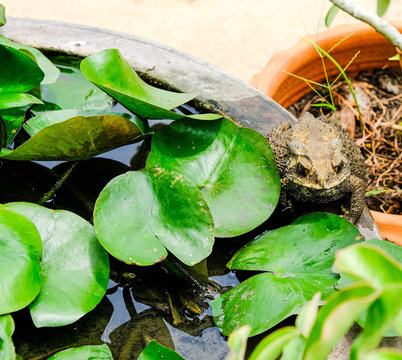 Toad Bufonidae On Lotus Basin Near Green Leafs