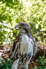 Hawk, wildlife, hawk detail 