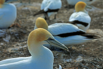 Tölpel in Neuseeland am Cape Kidnappers
