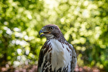 Hawk, wildlife, hawk detail 