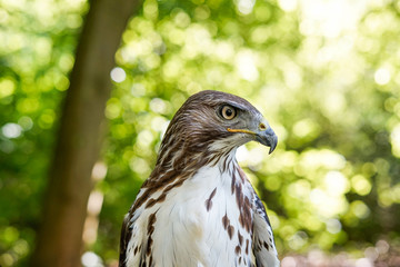 Hawk, wildlife, hawk detail 