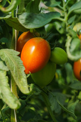 Photo with red and green tomatoes ripening in the greenhouse on the bushes.