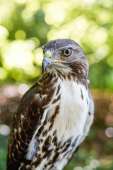 Hawk, wildlife, hawk detail 