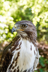 Hawk, wildlife, hawk detail 