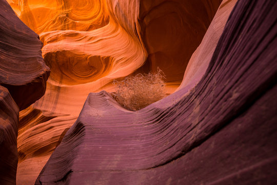 Tumbleweed out of place in Antelope Canyon