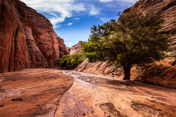 Survived the flood in Canyon X 