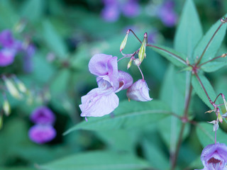 Gros plan sur une fleur en forme d'éperon de Balsamine de l'Himalaya (Impatiens glandulifera)