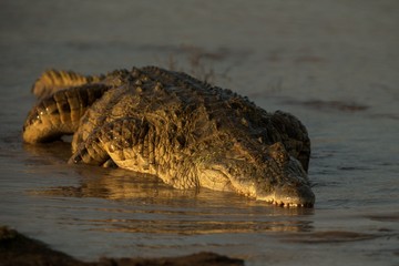 Portrait of nile crocodile (crocodylus niloticus) on riverbank with last light of day -Kruger...