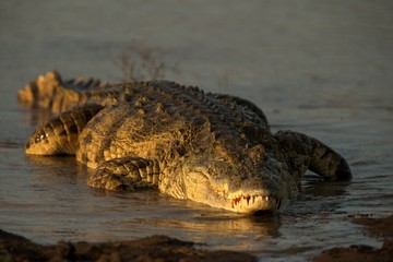 Naklejka premium Portrait of nile crocodile (crocodylus niloticus) on riverbank with last light of day -Kruger National Park (South Africa), african reptile, exotic adventure in Africa, safari