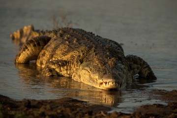 Portrait of nile crocodile (crocodylus niloticus) on riverbank with last light of day -Kruger National Park (South Africa), african reptile, exotic adventure in Africa, safari