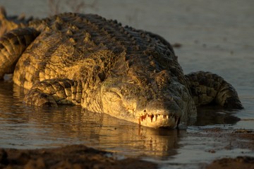 Portrait of nile crocodile (crocodylus niloticus) on riverbank with last light of day -Kruger National Park (South Africa), african reptile, exotic adventure in Africa, safari