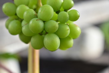 Green grapes on a branch with leaves.