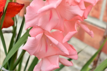 Flowers pink gladioli air kiss in the group.