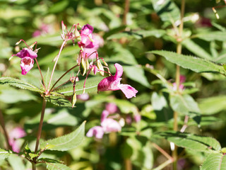 (Impatiens glandulifera) Balsamine de l'Himalaya ou Impatiente de l'Himalaya aux grappes de fleurs à éperon rose