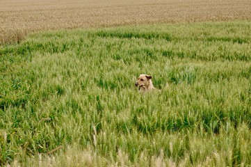 dog in field labrador