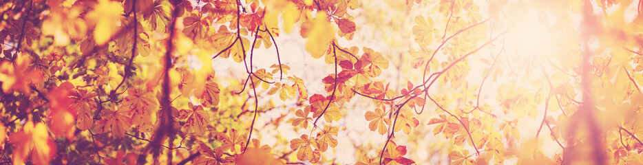 Fototapeta na wymiar yellow chestnut leaves in autumn with beautiful sunlight