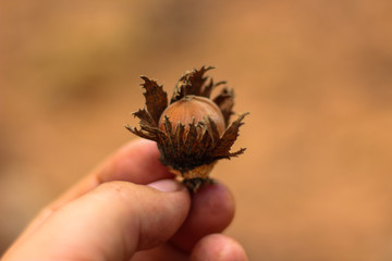 Avellana con cascara recién tomada del árbol