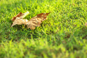 Obraz premium Hoja seca sobre césped verde en Otoño