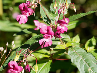 (Impatiens glandulifera)  Grappes de fleurs rose de Balsamine de l'Himalaya