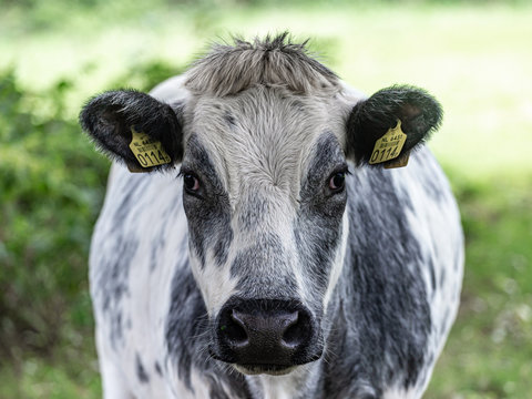 Belgian Blue or "Blanc-Bleu Belge" cow facing front