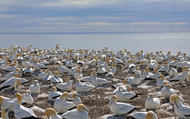 Tölpel in Neuseeland am Cape Kidnappers