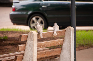 Ringed Turtle-Dove