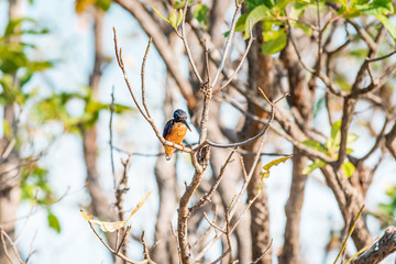 Kingfisher resting at a branch at the Yellow Water with the amazing Landscape of the Kakadu National Park on a moody morning with fog and stunning nature and reflections, Northern Territory, Australia