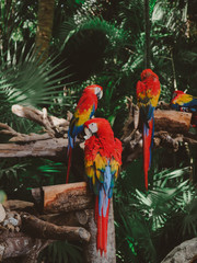 parrots in the tree