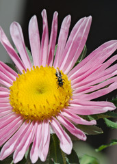 Pseudopanurgus bee feeding on an aster flower