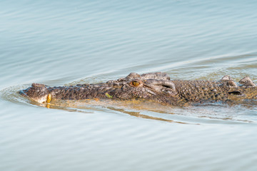 Saltwater crocodile in Yellow Water swimming in a Billabong on a morning mist cruise between trees and smooth water with mirror effect, Kakadu National Park, Northern Territory, Australia