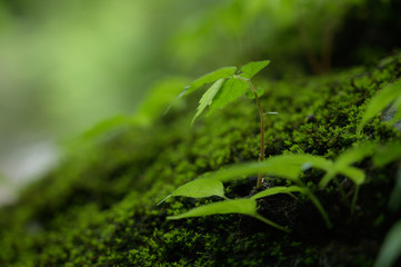 Beautiful Green Macro background with copyspace