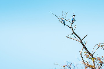 Kingfisher resting at a branch at the Yellow Water with the amazing Landscape of the Kakadu National Park on a moody morning with fog and stunning nature and reflections, Northern Territory, Australia