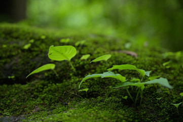 Beautiful Green Macro background with copyspace