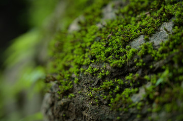 Beautiful Green Macro background with copyspace