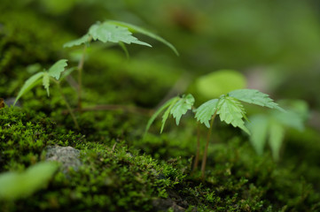 Beautiful Green Macro background with copyspace