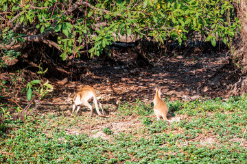 Wallabies kangaroos feeding at the Yellow Waters, an amazing Landscape of the Kakadu National Park on a moody morning with fog and stunning nature and green environment, Northern Territory, Australia