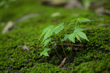 Beautiful Green Macro background with copyspace