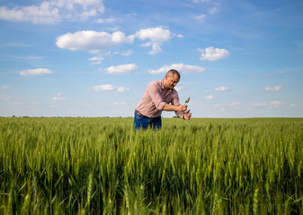 Farmer or agronomist standing in the wheat field examining the yield quality.