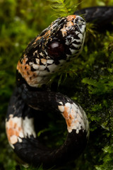 Ornate Snail Eating Snake (Dipsas catesbeyi)