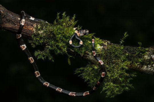 Ornate Snail Eating Snake (Dipsas catesbeyi)