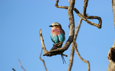 Lilac-breasted Roller