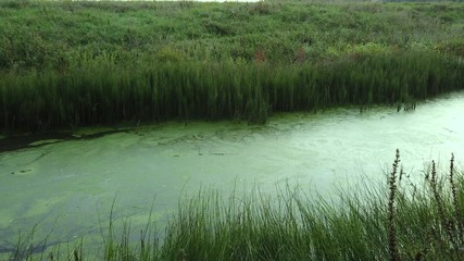 Small contaminated and eutrophicriver with green algae surface.
