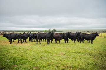 Angus bulls and cows, grazing on pasture, in Brazil