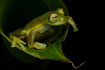 Red-spotted Glass Frog (Nymphargus grandiosonae)
