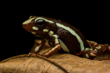 Obraz premium Phantasmal Poison-arrow Frog (Epipedobates tricolor)